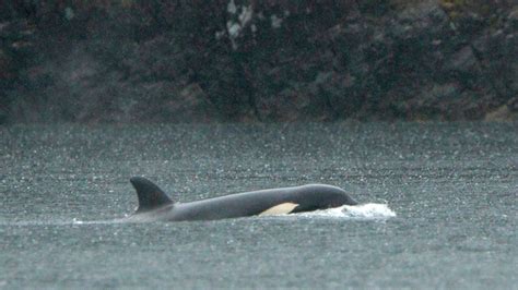 clark hipolito jakol twitter|An orca calf stranded in a Canadian lagoon will be airlifted out to .